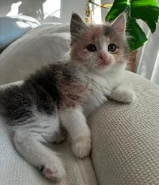 Chaton Sibérien Hypoallergene - Photo 3