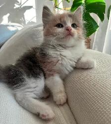 Chaton Sibérien Hypoallergene - Photo 4