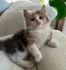 Chaton Sibérien Hypoallergene - Photo 5