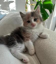 Chaton Sibérien Hypoallergene - Photo 6