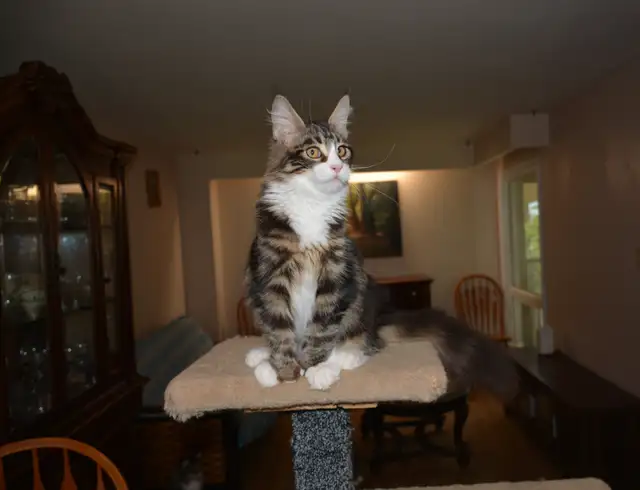 MAINE COON KITTENS, PUREBRED