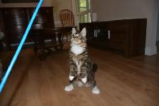 MAINE COON KITTENS, PUREBRED - Photo 2