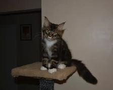 MAINE COON KITTENS, PUREBRED - Photo 4