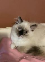 Himalayan Persian Silver Point Kitten - Photo 2