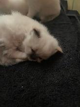 Himalayan Persian Silver Point Kitten - Photo 3