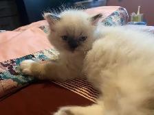 Himalayan Persian Silver Point Kitten - Photo 4