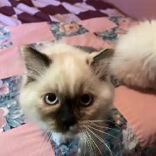 Himalayan Persian Silver Point Kitten - Photo 5