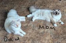 Himalayan Persian Silver Point Kitten - Photo 8