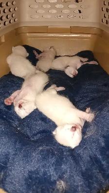 3 PUREBRED SIAMESE KITTENS