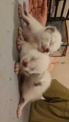 3 PUREBRED SIAMESE KITTENS - Photo 2