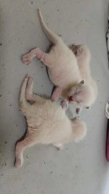 3 PUREBRED SIAMESE KITTENS - Photo 3