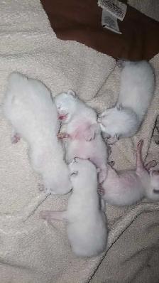 3 PUREBRED SIAMESE KITTENS - Photo 4