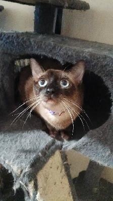 3 PUREBRED SIAMESE KITTENS - Photo 5