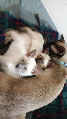 3 PUREBRED SIAMESE KITTENS - Photo 6