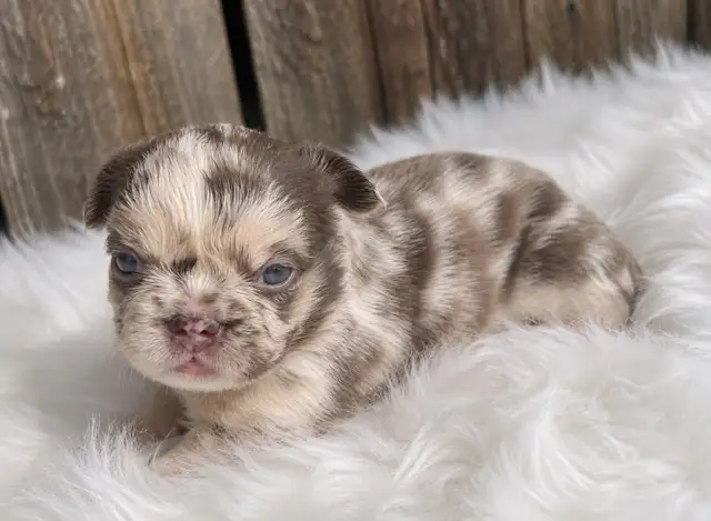 Stunning French Bulldog Puppies