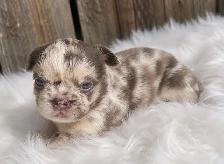 Stunning French Bulldog Puppies