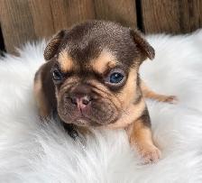 Stunning French Bulldog Puppies - Photo 2
