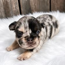 Stunning French Bulldog Puppies - Photo 3