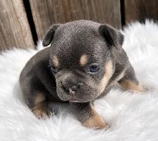 Stunning French Bulldog Puppies - Photo 4