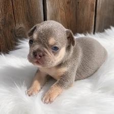 Stunning French Bulldog Puppies - Photo 5