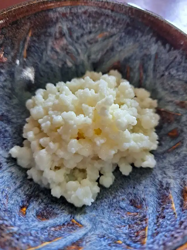Kefir grains