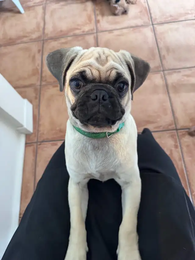 puppy  pug