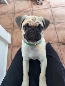 puppy  pug