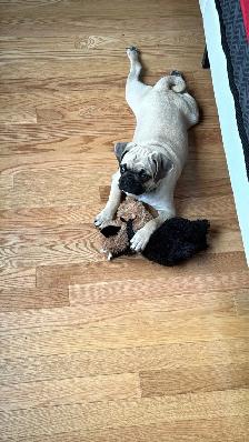 puppy  pug - Photo 2