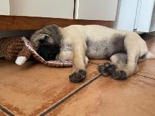 puppy  pug - Photo 3