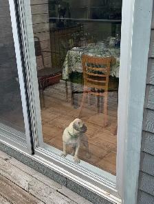 puppy  pug - Photo 4