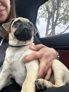 puppy  pug - Photo 5