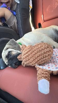 puppy  pug - Photo 6