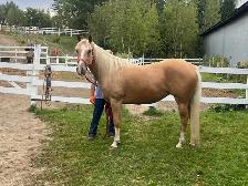 Jument de 5 ans à vendre - Photo 2