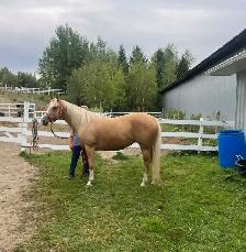 Jument de 5 ans à vendre - Photo 3
