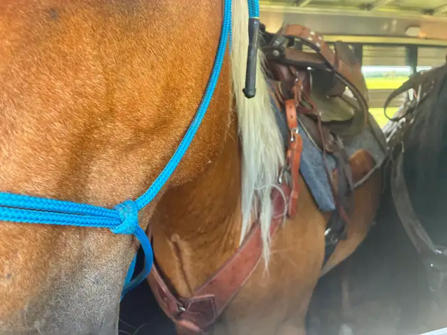 16 year old gelding