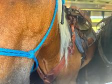 16 year old gelding