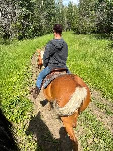 16 year old gelding - Photo 2