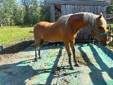 16 year old gelding - Photo 4
