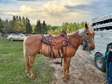 16 year old gelding - Photo 5