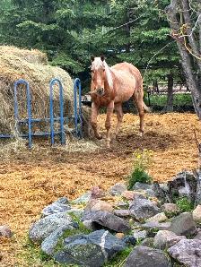 16 year old gelding - Photo 6