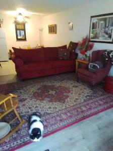 COUCH & CARPET FOR SALE - Photo 4