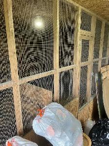 16’ X 20’ chicken coop/shed/anything. - Photo 6