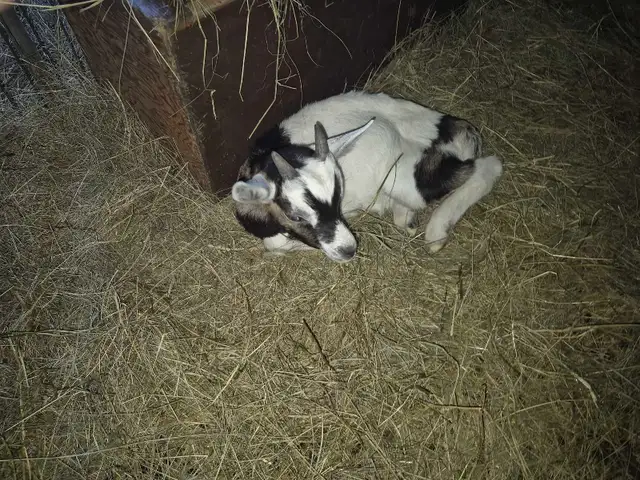 Alpine goat