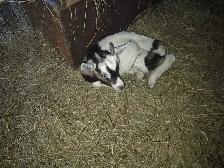 Alpine goat