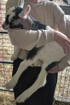 Alpine goat - Photo 2