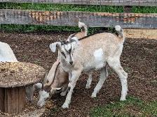 Goat kids for sale