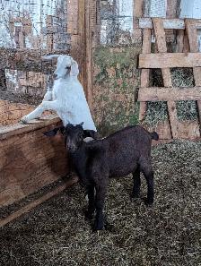 Goat kids for sale - Photo 2