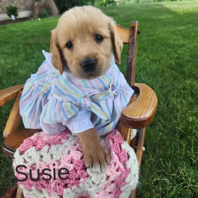 Golden retriever Female Puppy