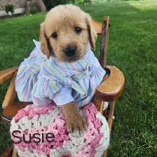 Golden retriever Female Puppy