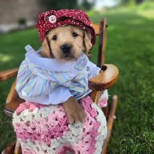 Golden retriever Female Puppy - Photo 2